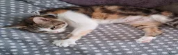 Domestic Shorthair cats for adoption: Rosie, approx 5 years old  in Basingstoke - Advert 2
