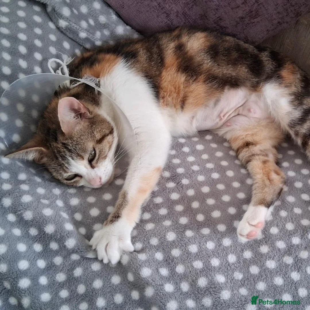 Domestic Shorthair cats for adoption: Rosie, approx 5 years old  in Basingstoke - Advert 2