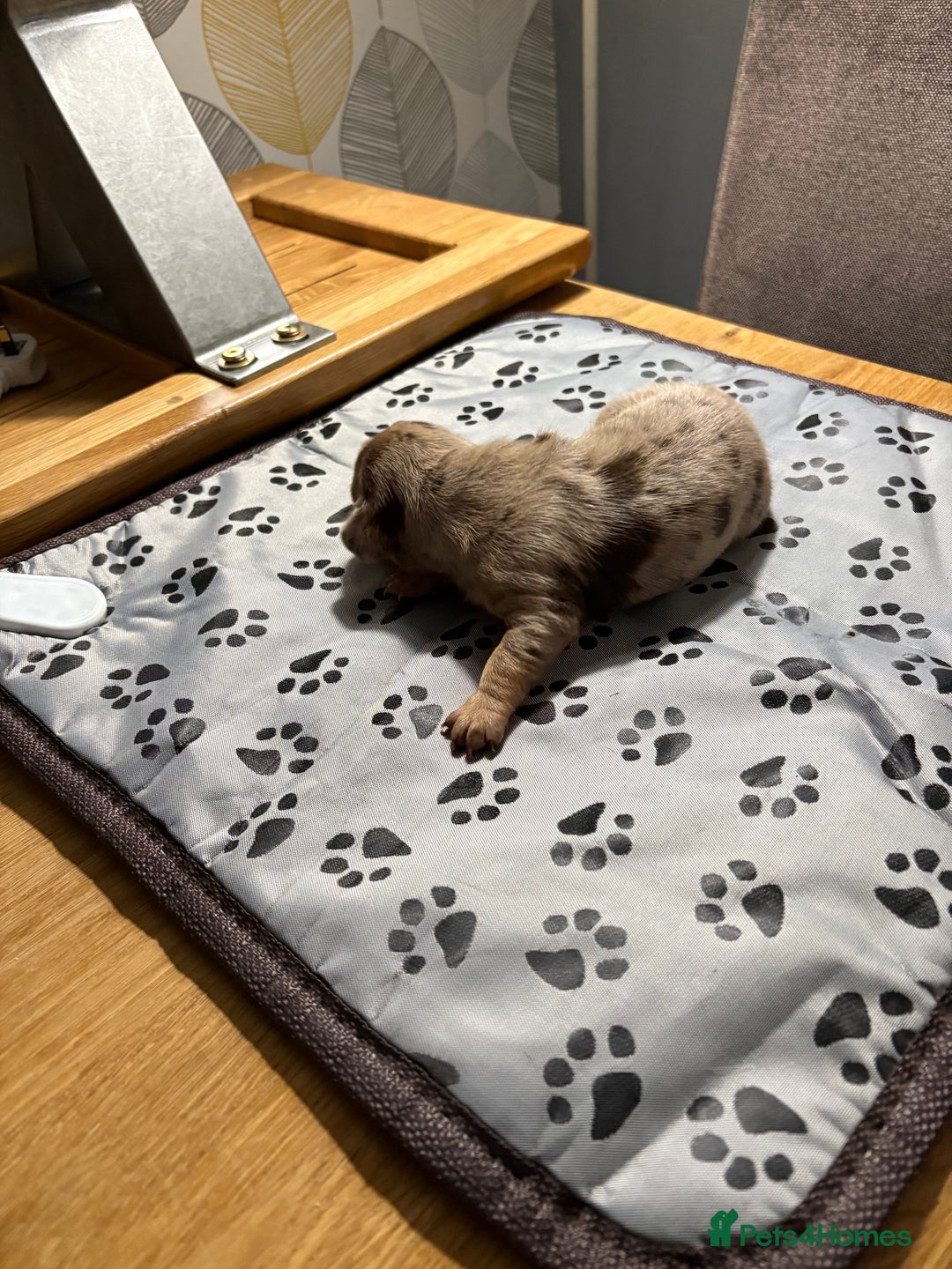 Dachshund dogs for sale: Cross miniature dachshund puppies - Image 2