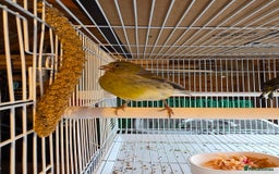 Finches birds for sale: Finches, Canaries and Budgies - Image 5