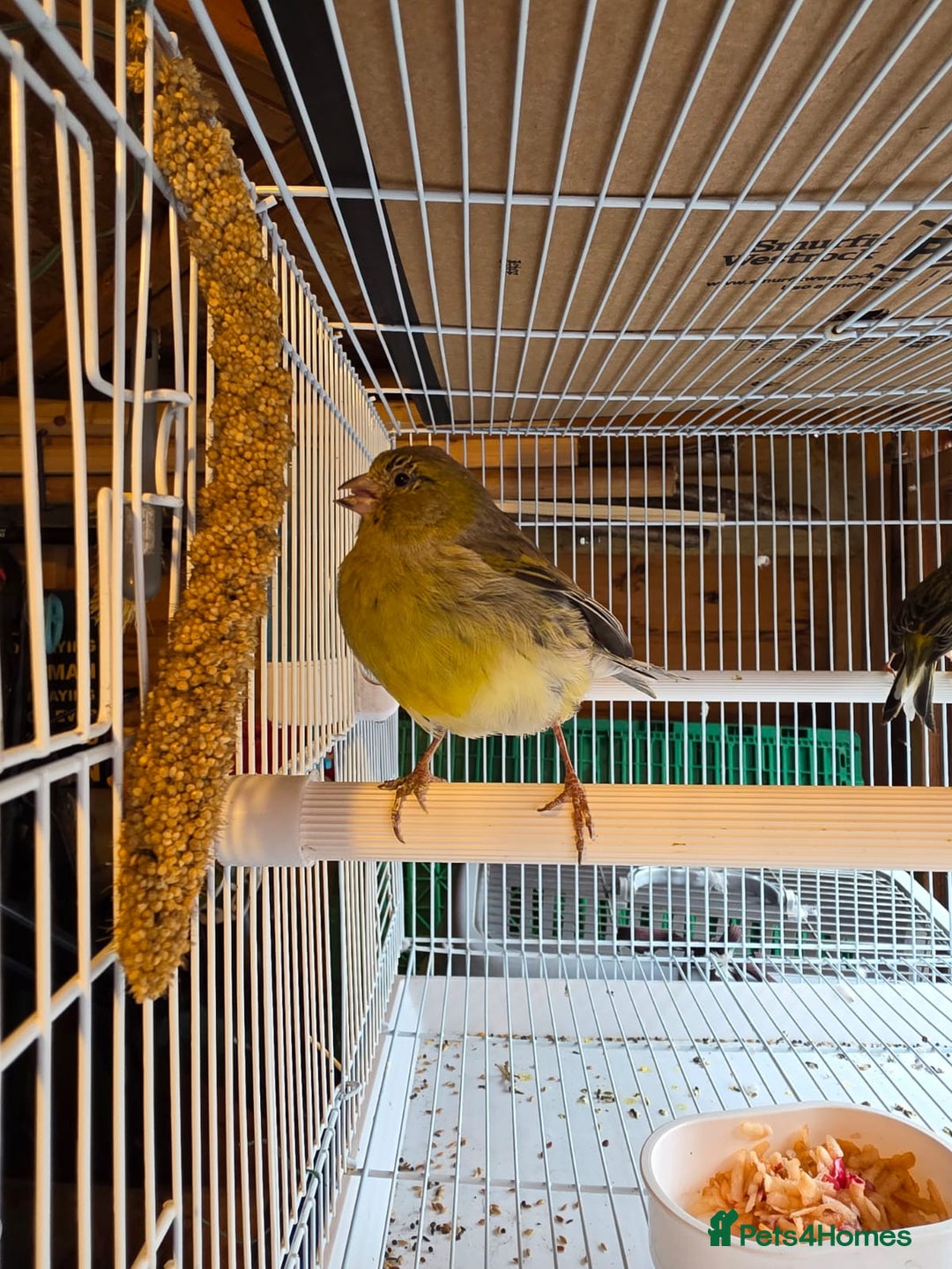 Finches birds for sale: Finches, Canaries and Budgies - Image 5