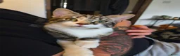 Mixed Breed cats for sale: Minnie and Stanley  in Poulton-le-Fylde - Advert 1