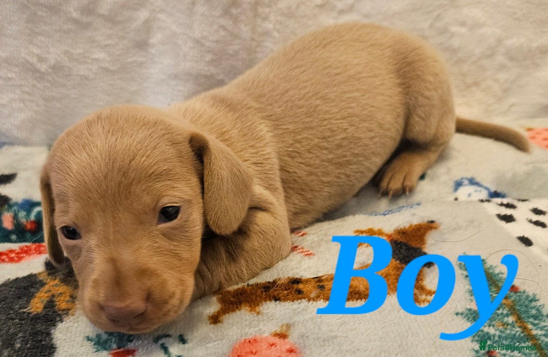 Miniature Dachshund dogs for sale: Beautiful kc miniature Dachshund puppies  - Advert 5