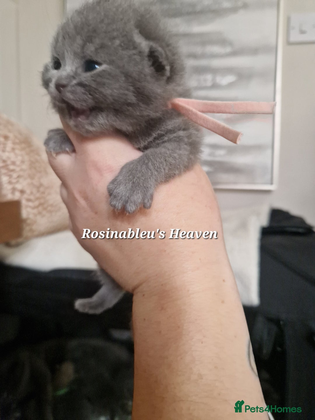 British Shorthair cats for sale:  Gccf British shorthair kittens champion lines 🏆 - Image 3