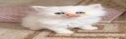 Mixed Breed cats for sale: 6 ragdoll x Persian kittens - Advert 9