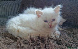 Ragdoll cats for sale: Ready in a week! Stunning Rare Ragdoll babies! - Image 5