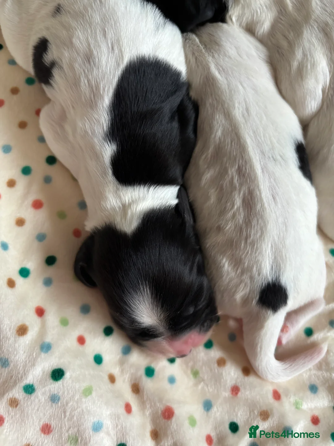 Cocker Spaniel dogs for sale: Working cocker spaniel puppies (White & Black) in Cardiff - Advert 11