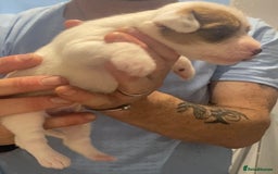 Parson Russell dogs for sale: KC Reg Champion lineage Puppys - Image 24