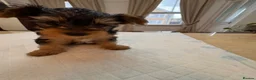 Yorkshire Terrier dogs for sale: BeautifulYorkshire Terrier Puppies –1 Boy & 1 Girl - Advert 9