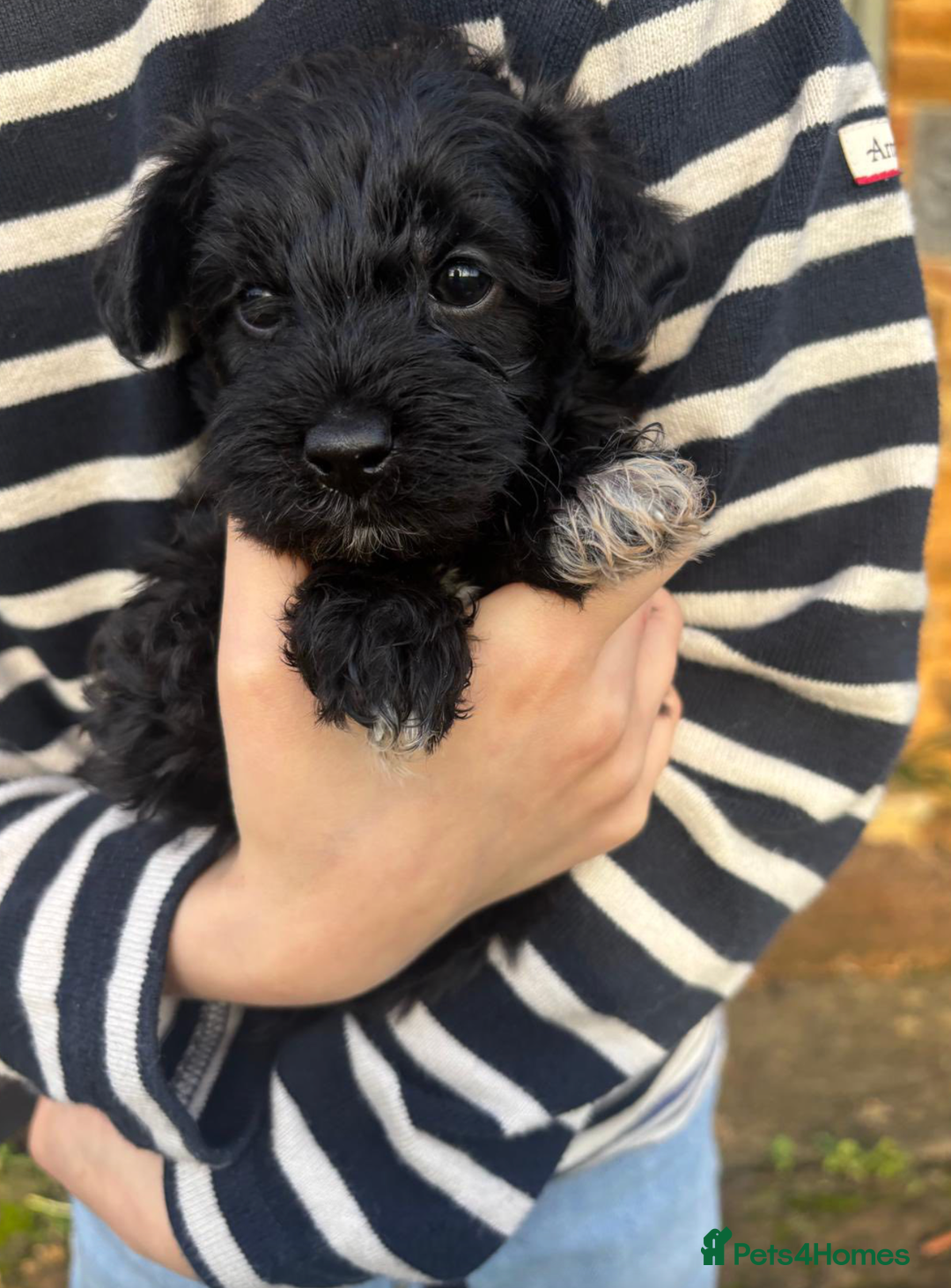 Schnoodle dogs for sale: Exceptional Miniature Schnoodle Puppies - Advert 17