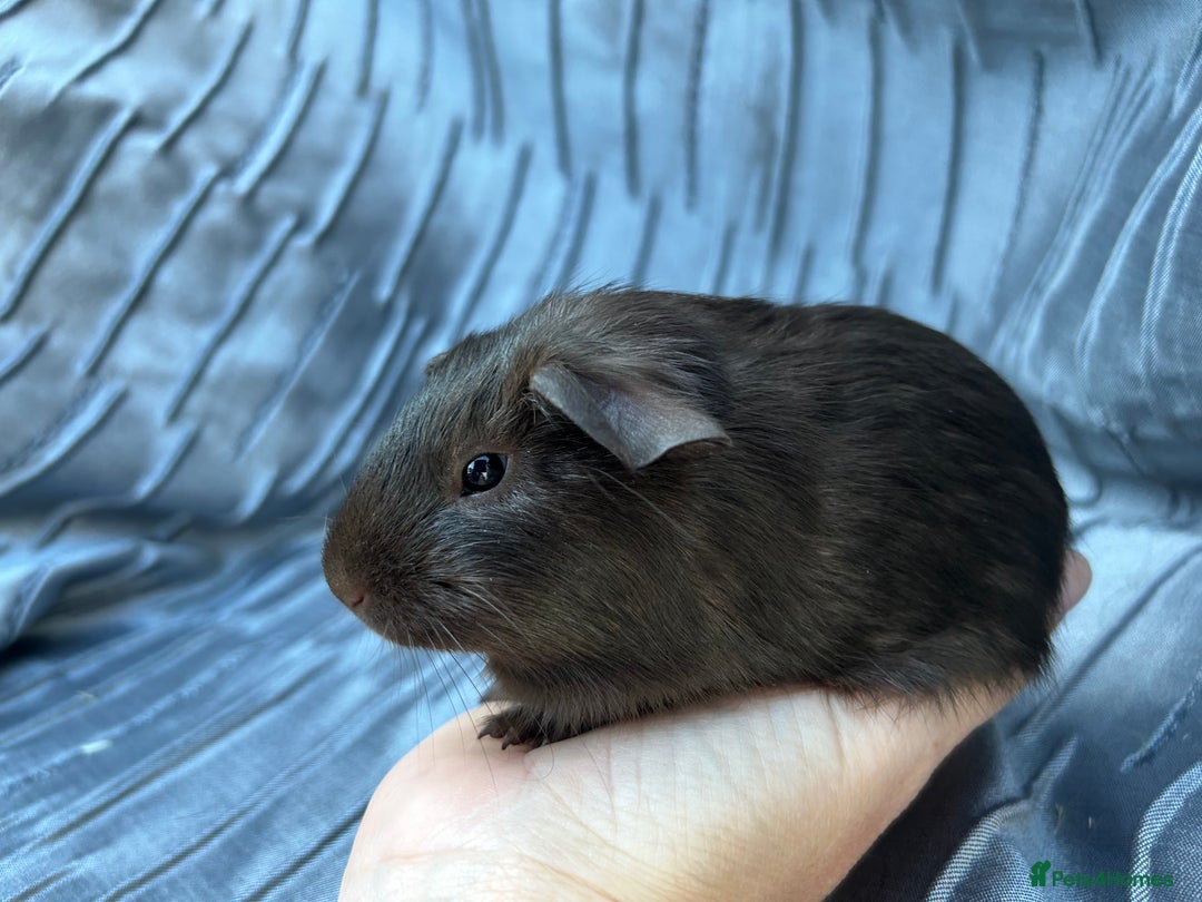 Guinea Pig rodents for sale: Baby boars  - Image 4