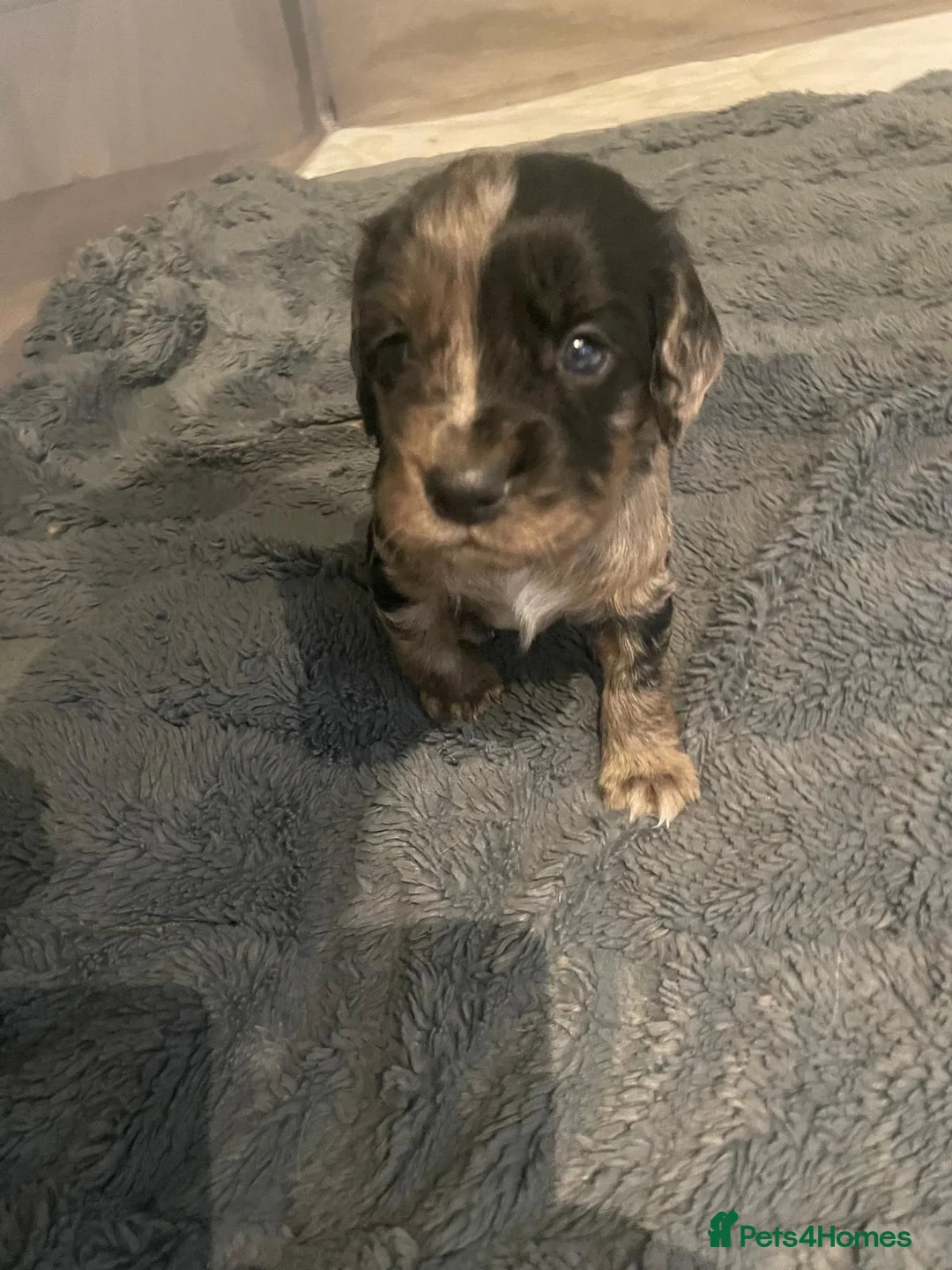 Cocker Spaniel dogs for sale: cocker spaniel puppies  - Advert 15