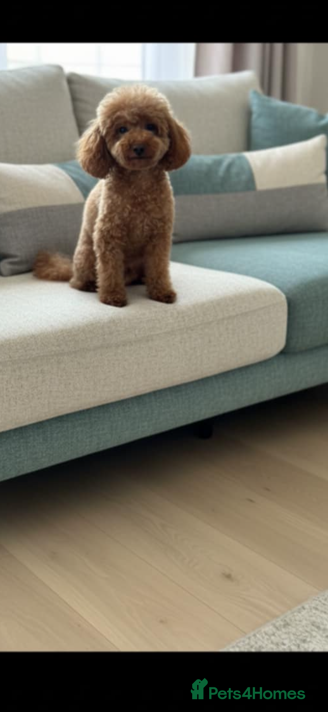 Toy Poodle dogs for sale: Red toy poodle - Advert 2