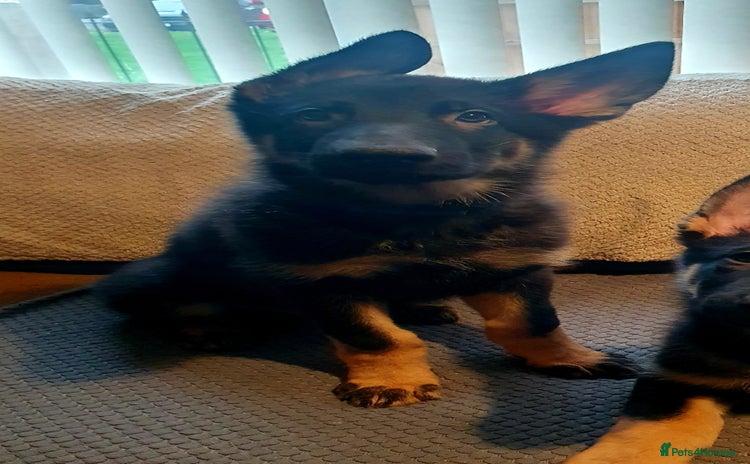 German Shepherd dogs - Advert 5