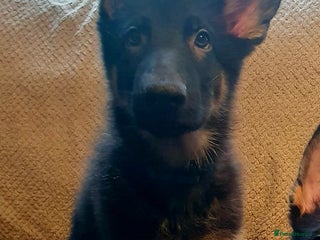 German Shepherd dogs - Advert 3