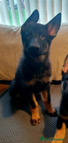 German Shepherd dogs - Advert 5