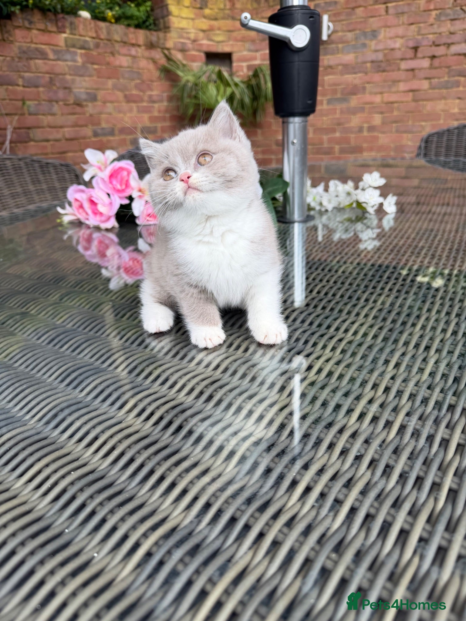 British Shorthair cats Full Pedigree Registered Breeder BSH Kittens  - Advert 13