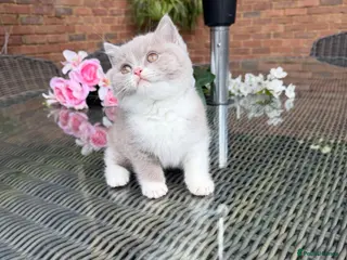 British Shorthair cats Full Pedigree Registered Breeder BSH Kittens - Advert 13