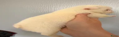 Puppy 1