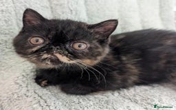 Exotic cats for sale: Exotic female kitten - Image 1
