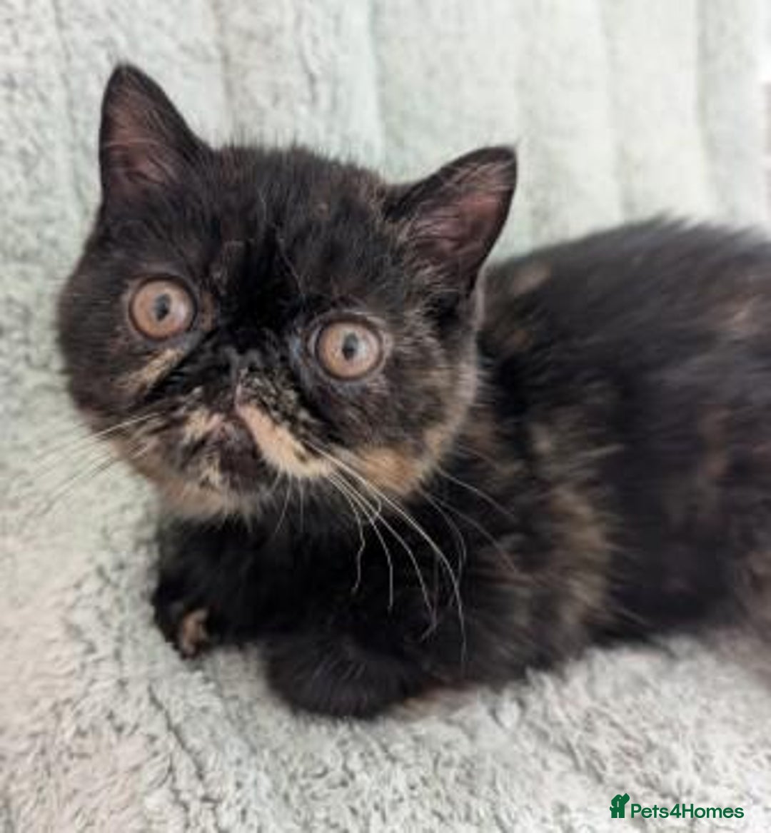 Exotic cats for sale: Exotic female kitten - Image 1