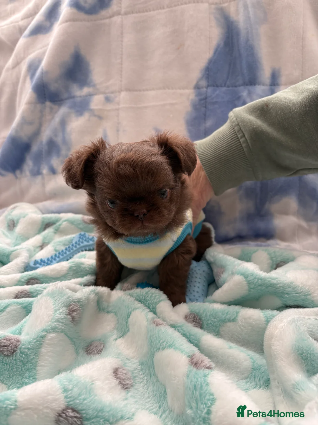 Chihuahua dogs for sale: Russian long-haired Chihuahua - Advert 4