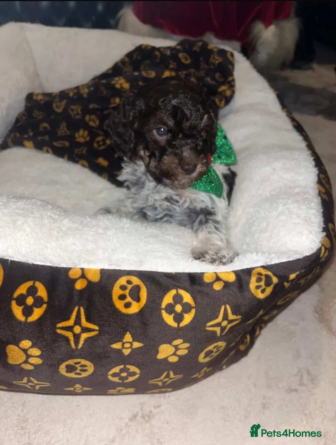 Lagotto Romagnolo dogs for sale: Lagotto Romagnolo Brown roan KC - Advert 2