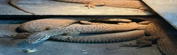 Monitor reptiles for sale: Breeding group of Ackie monitors 1.4 - Advert 1