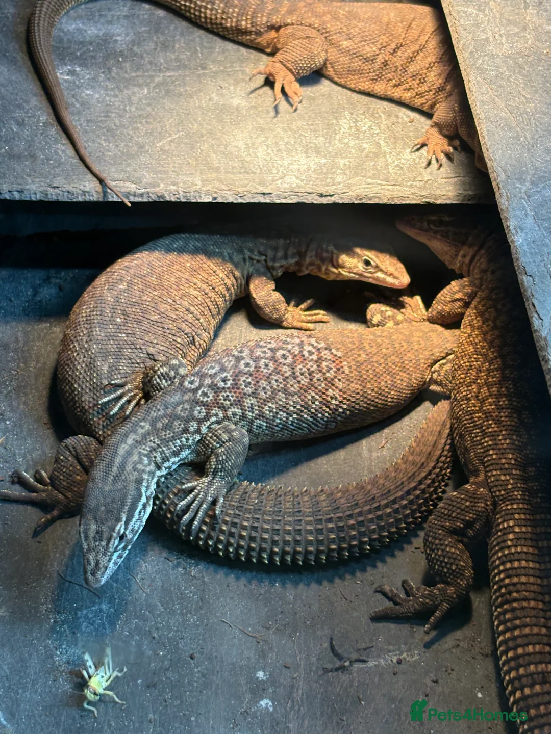 Monitor reptiles for sale: Breeding group of Ackie monitors 1.4 - Advert 1