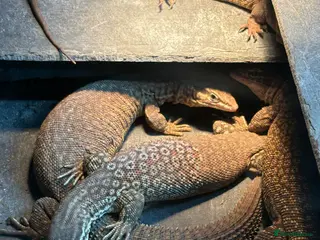 Monitor reptiles Breeding group of Ackie monitors 1.4 - Advert 1