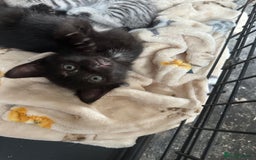 Mixed Breed cats for sale: 4 stunning kittens left  - Image 19