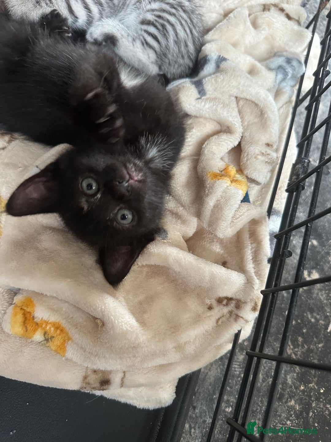 Mixed Breed cats for sale: 4 stunning kittens left  - Image 19