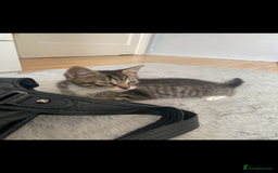 Mixed Breed cats for sale: 4 Beautiful Kitties For Sale  - Image 5