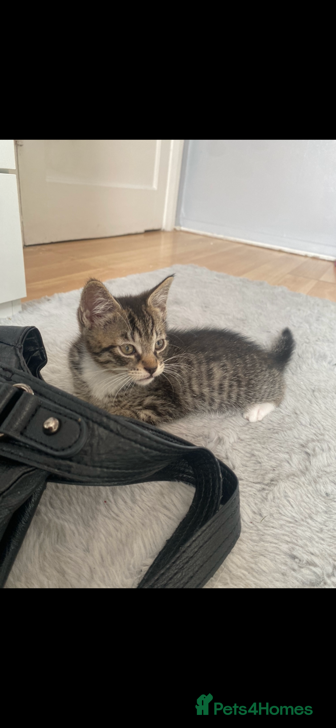 Mixed Breed cats for sale: 4 Beautiful Kitties For Sale  - Image 5