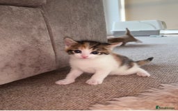 Domestic Shorthair cats for sale: Siberian Mixed (Fluffy Kittens)  - Image 9