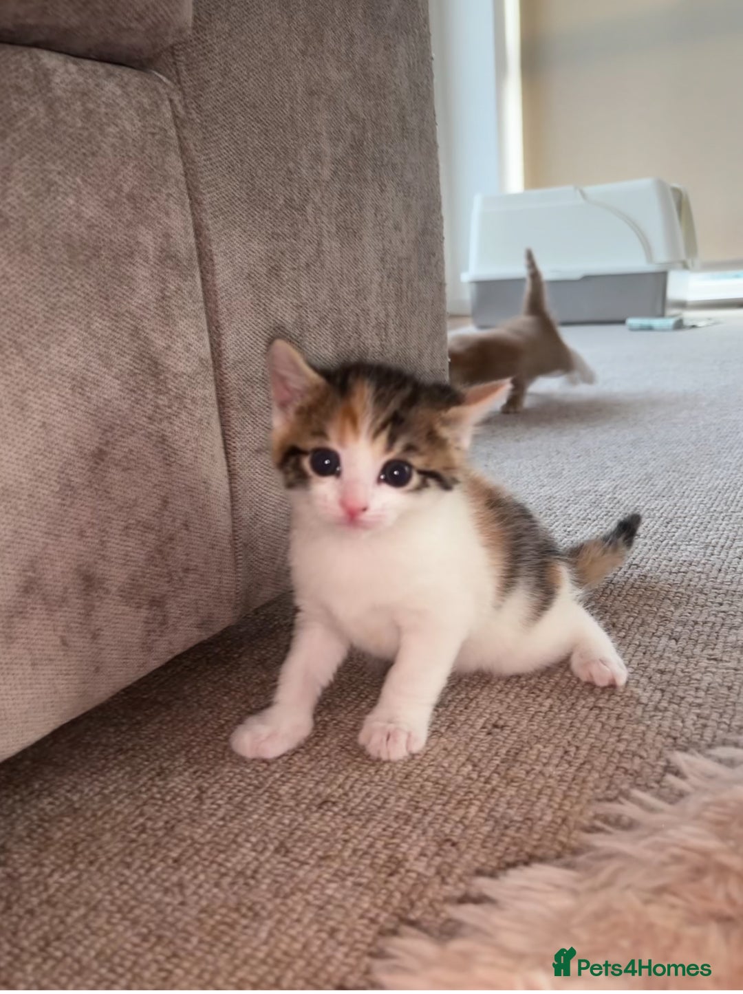 Domestic Shorthair cats for sale: Siberian Mixed (Fluffy Kittens)  - Image 9