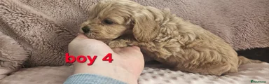 Cockapoo Puppy 4