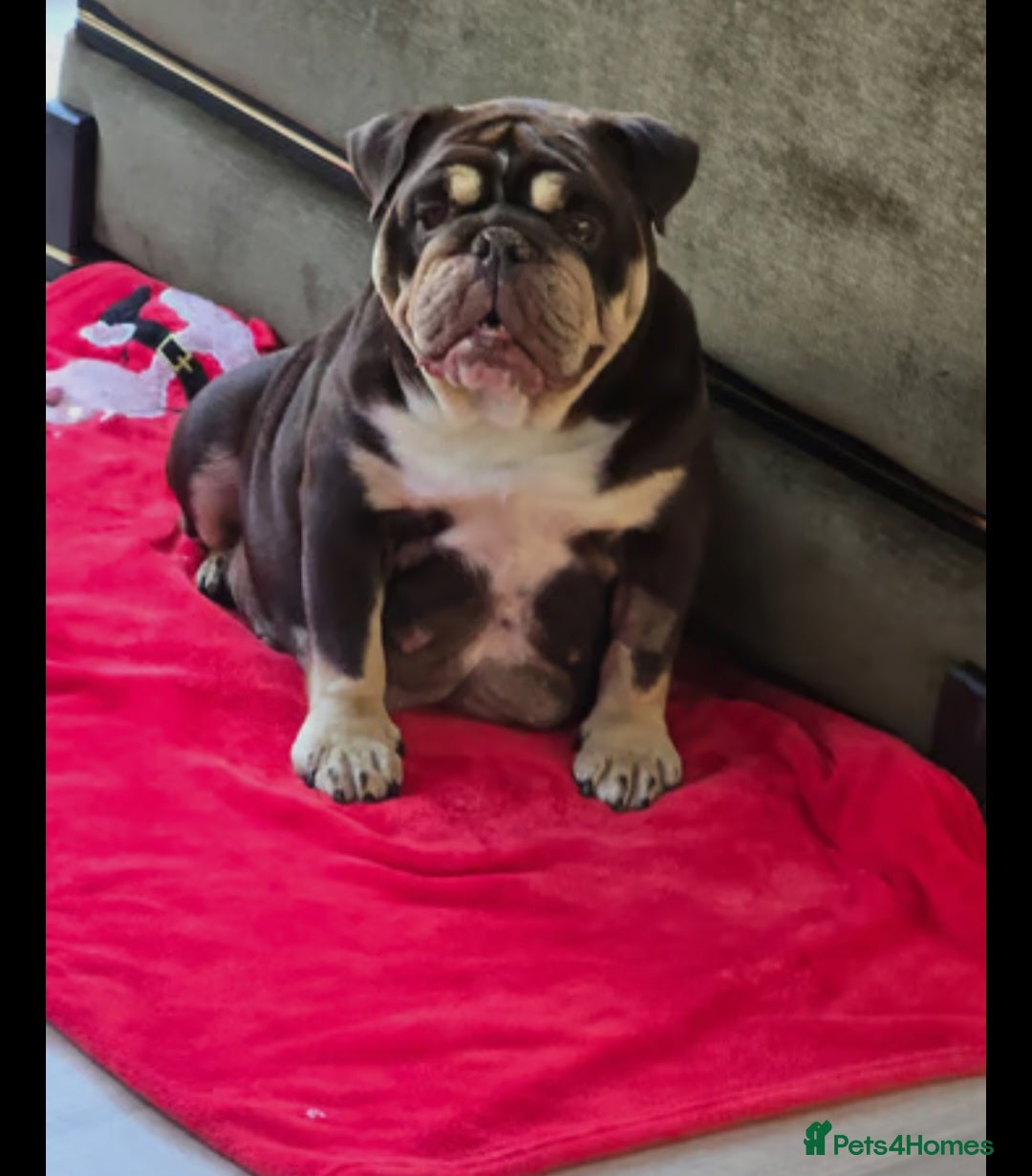English Bulldog dogs for sale: British bulldog puppies  - Image 6
