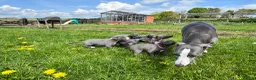 Whippet dogs for sale: *Sold* Exceptional KC Blue Whippet Puppy  - Advert 5