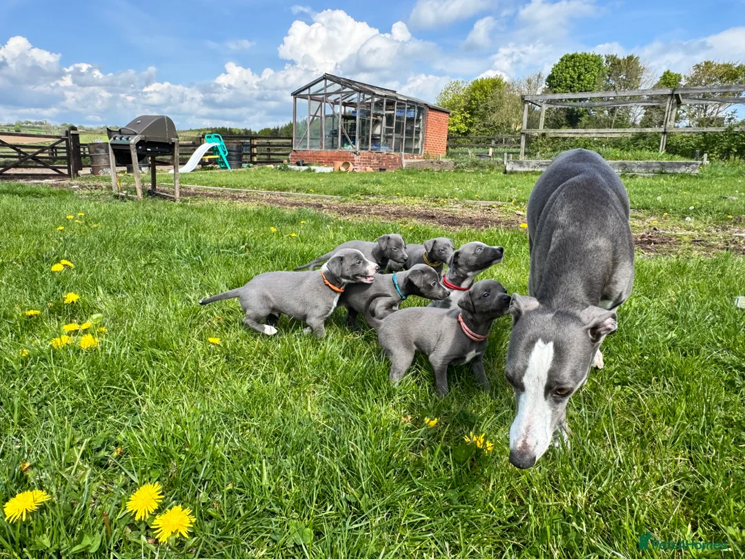 Whippet dogs for sale: *Sold* Exceptional KC Blue Whippet Puppy  - Advert 5