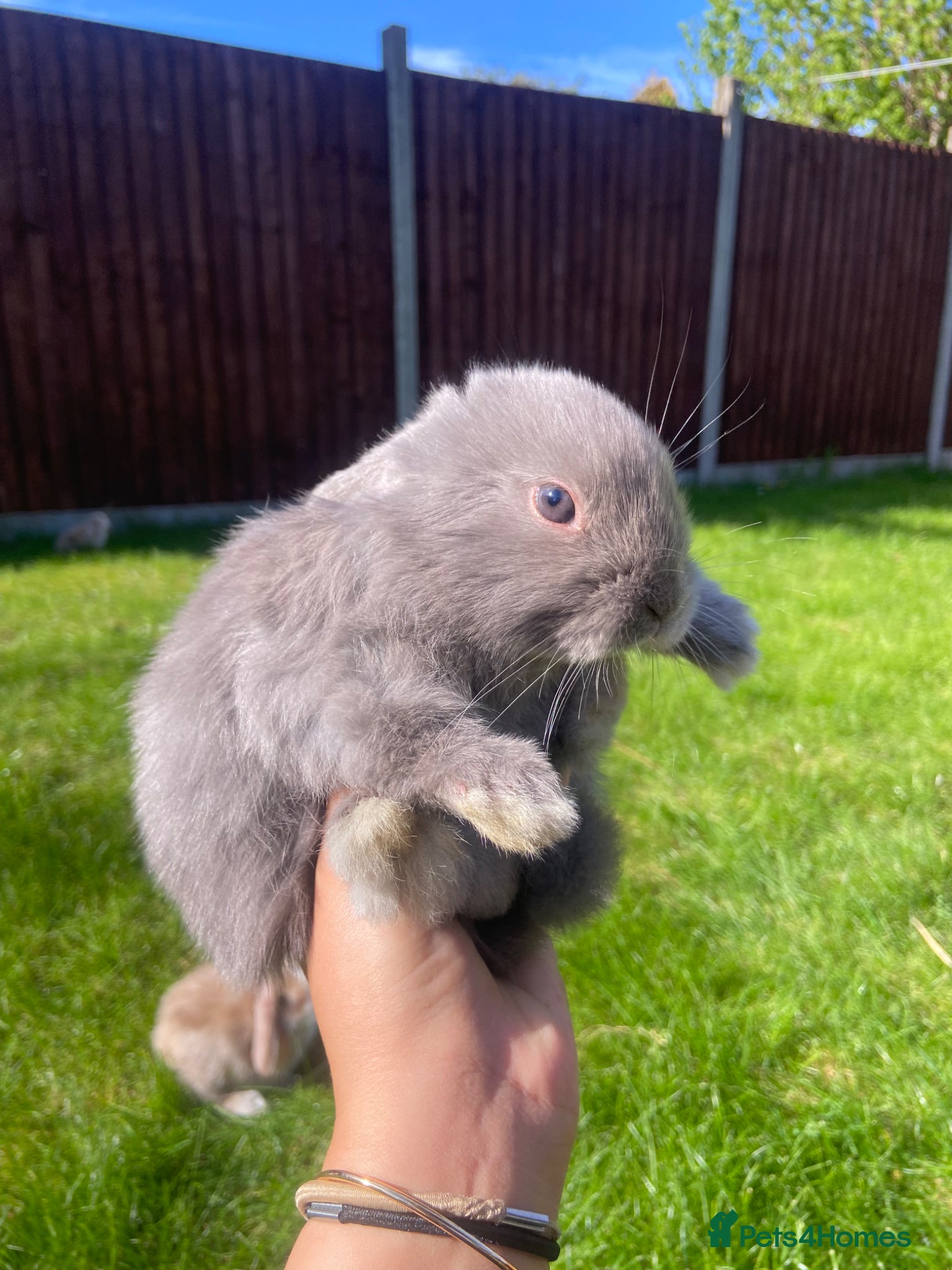 Mini Lop rabbits 4 beautiful mini lop girls - Advert 5