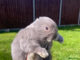 Mini Lop rabbits 4 beautiful mini lop girls - Advert 5