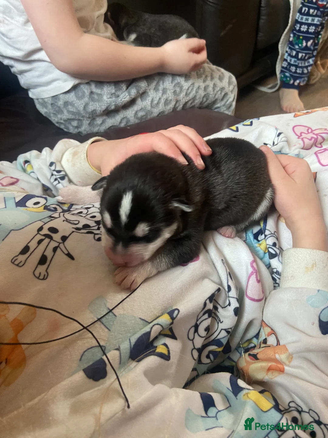 Alaskan Malamute dogs for sale: Alaskan malamute puppies  - Advert 3