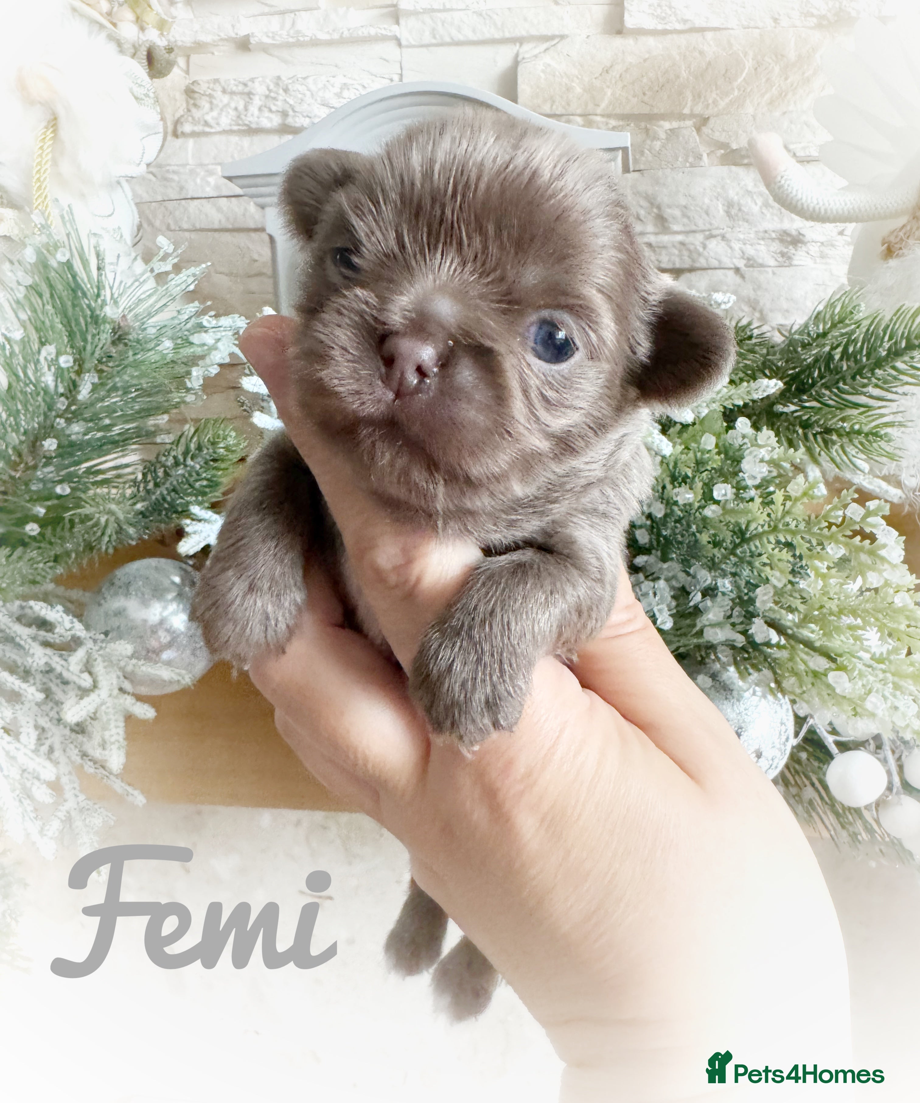 Chihuahua dogs Kc reg chocolate and lilac LC quality puppies - Advert 6