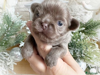 Chihuahua dogs Kc reg chocolate and lilac LC quality puppies - Advert 4