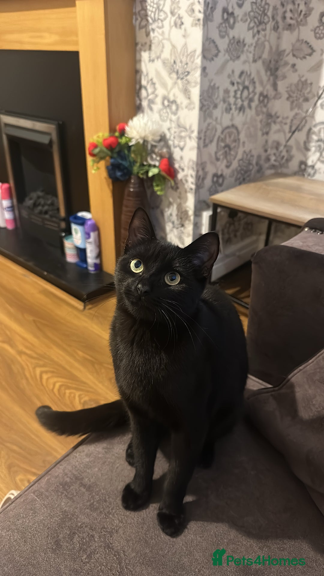 Mixed Breed cats for sale: Mother and son - Advert 5