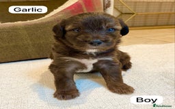 Mixed Breed dogs for sale: Gorgeous Cockapoo/Jackapoo Puppies - Image 4