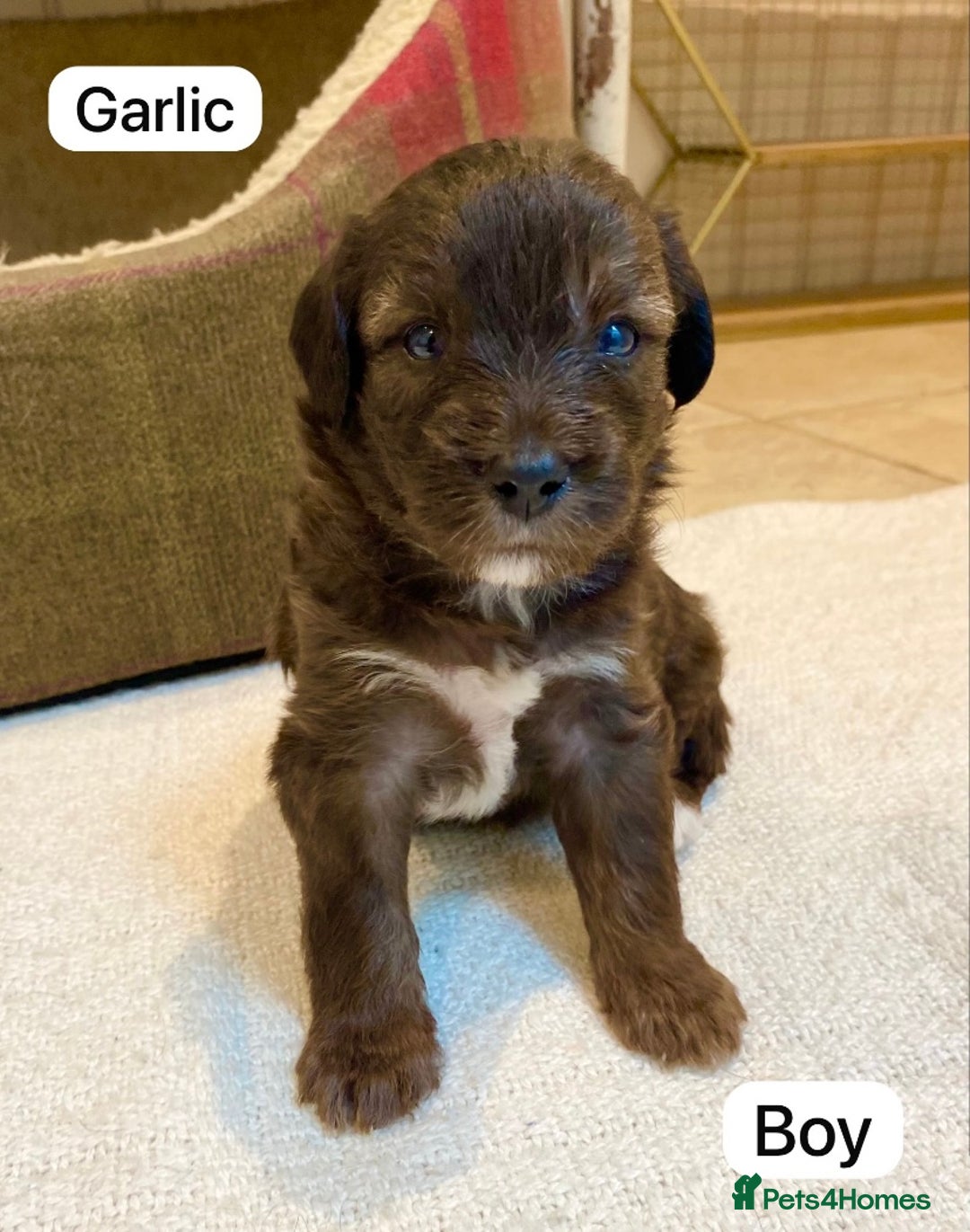 Mixed Breed dogs for sale: Gorgeous Cockapoo/Jackapoo Puppies - Image 4