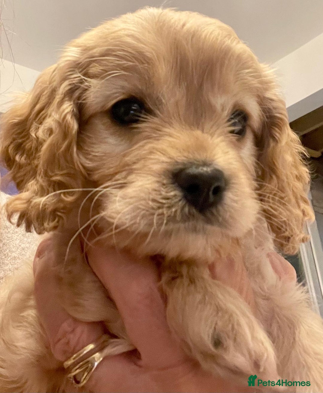 Toy Poodle dogs for stud: Toy poodle stud boy  in Blackburn - Advert 36