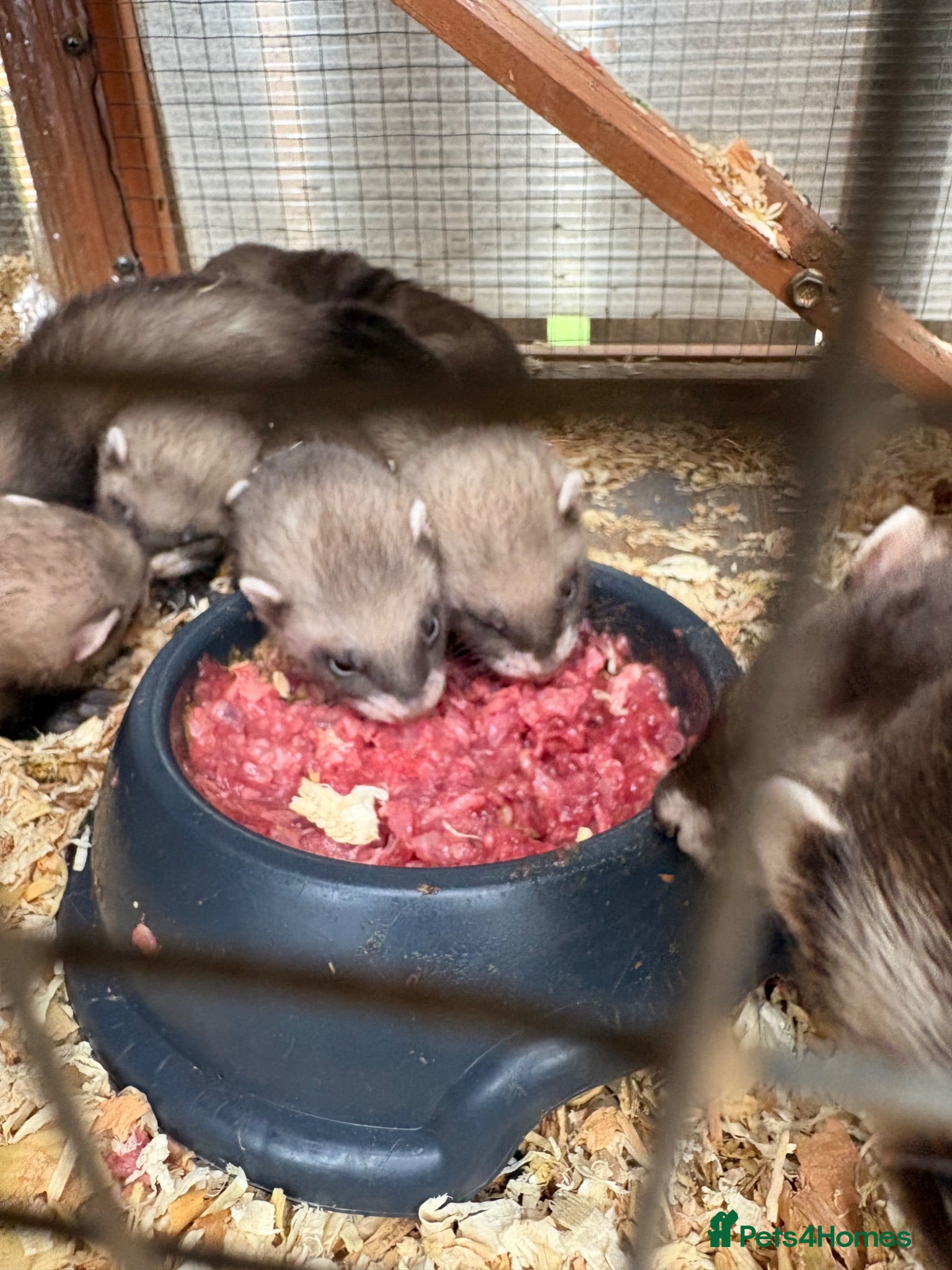 Ferret rodents Kits hobs and Jill’s  - Advert 1
